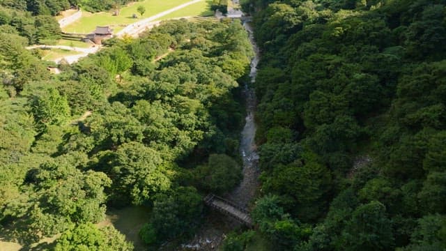 Lush forest with a winding stream