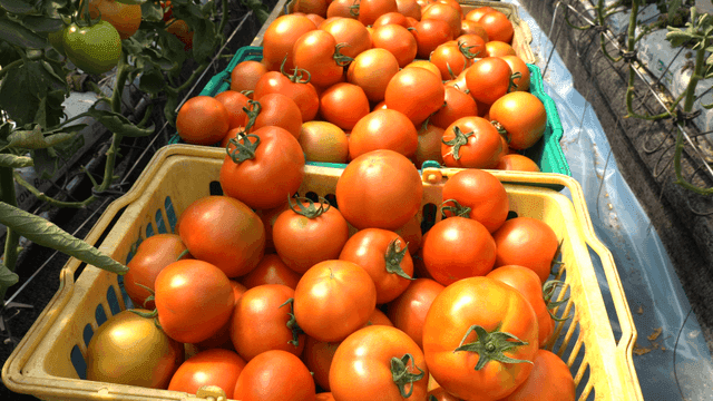 Freshly harvested tomatoes in baskets
