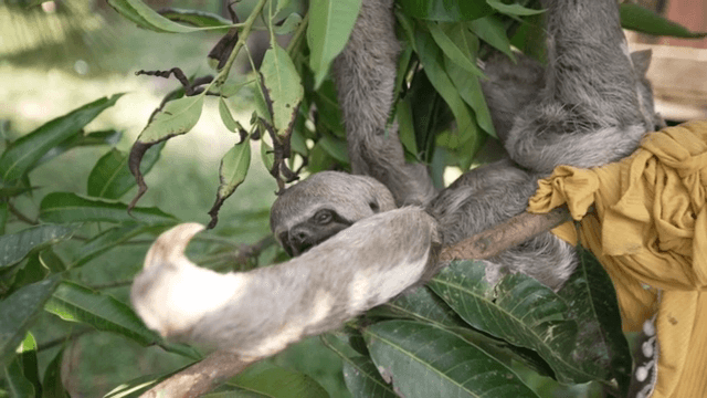 A sloth resting on a tree branch