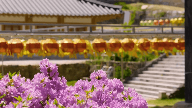Colorful lanterns and flowers at a temple