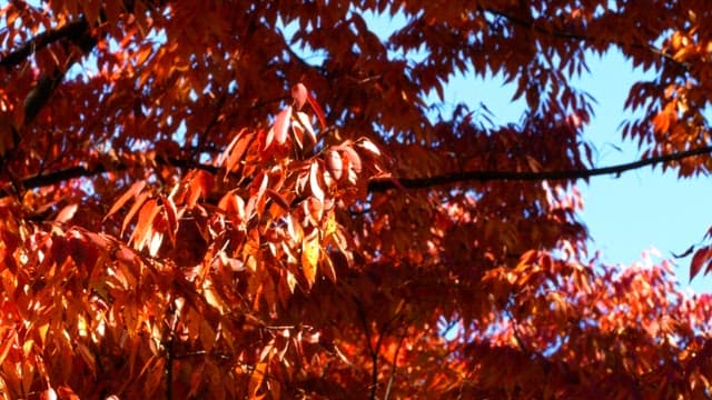 Autumn leaves changing colors to red on a sunny day