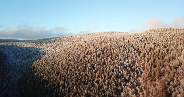 햇살이 비치는 숲 풍경