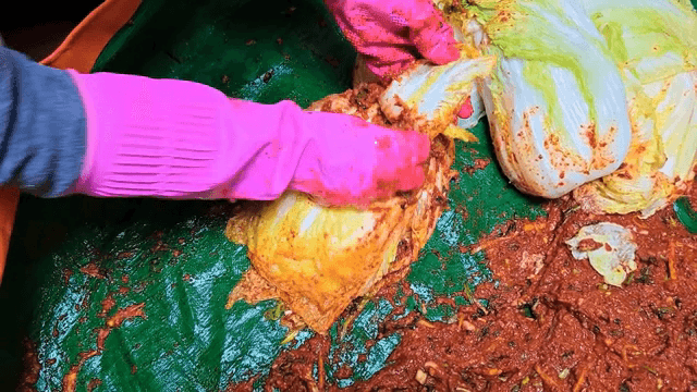 Scene of putting kimchi filling into napa cabbage