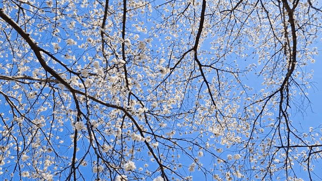Cherry blossoms blooming under a clear sky
