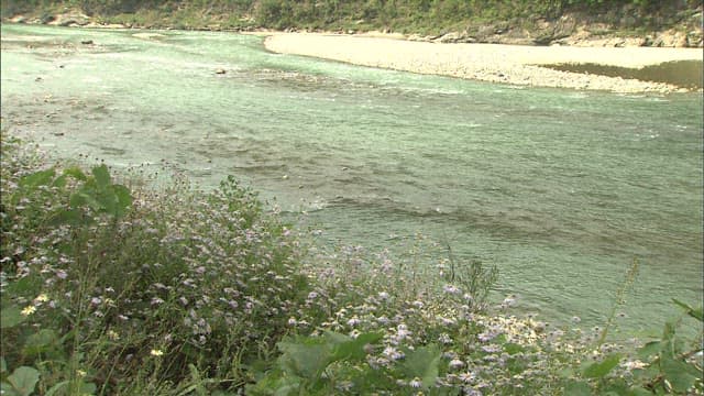 물이 잔잔하게 흐르는 강가