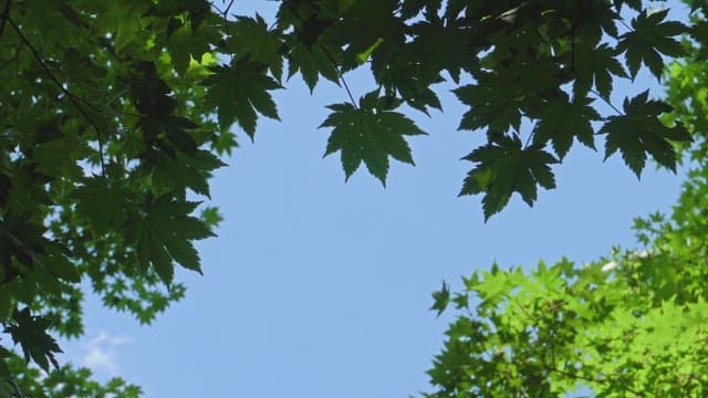 Green leaves against a clear blue sky