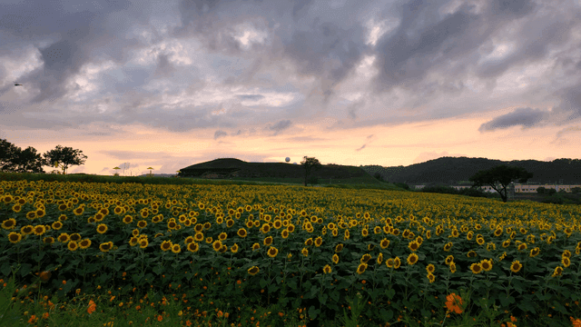 Sunflower field at sunset with cloudy sky