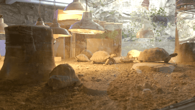 Tortoises under heat lamps in an enclosure
