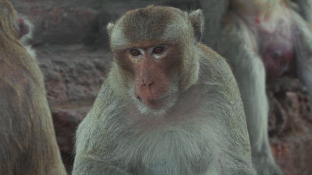 고대 유적에 앉아 있는 원숭이