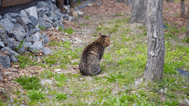 A cat sitting on a grassy path near rocks