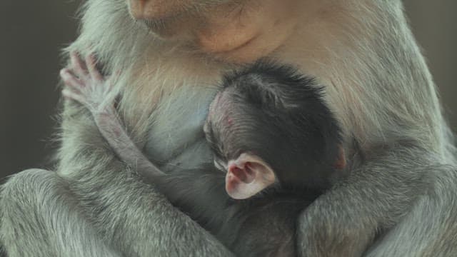 Baby Monkey Sucking Milk While Being Held by its Mother