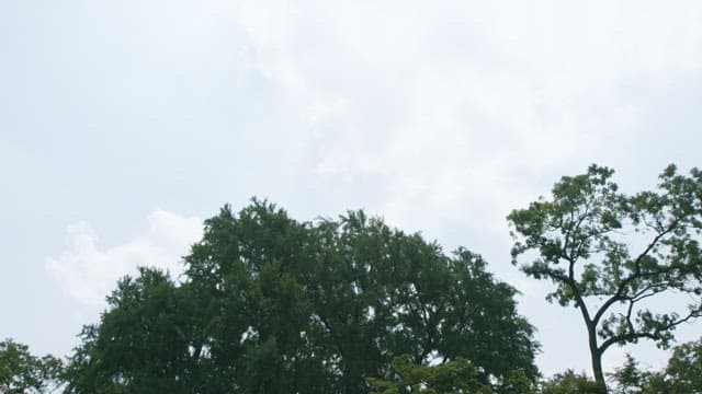 평화로운 공원과 울창한 녹색 나무들