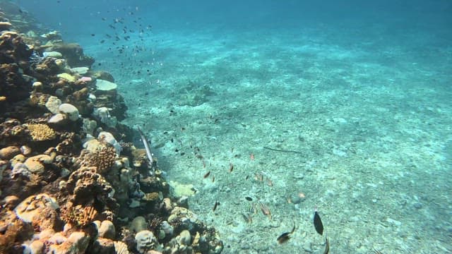 Underwater coral reef with diverse fish