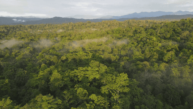 Lush green forest with morning mist
