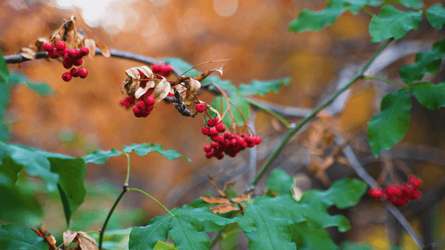 Red berries on a branch with green leaves
