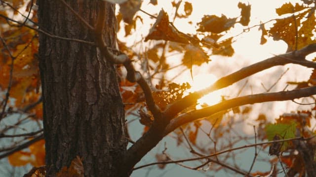 나뭇잎 사이로 비치는 일몰