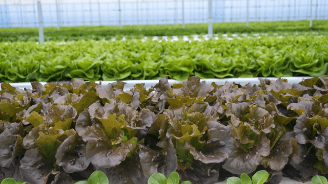 온실에서 자라는 상추