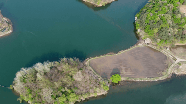 Aerial view of a lake surrounded by trees