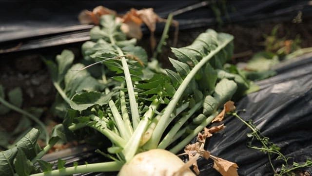 밭에서 갓 수확한 무