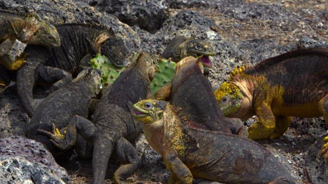 Iguanas Feeding on a Cactus