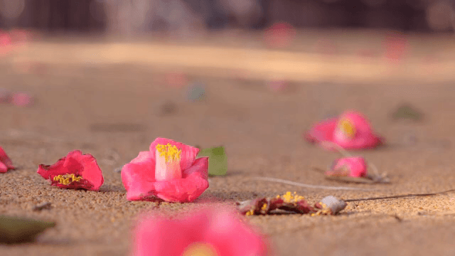 땅에 떨어진 동백꽃