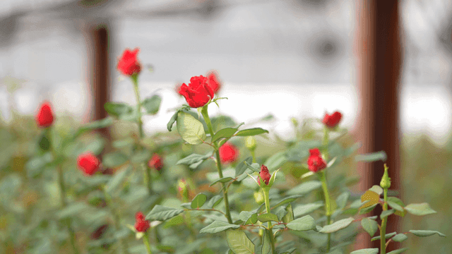 Red roses blooming in a greenhouse