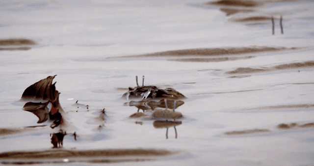 진흙 해안에서 움직이는 게들