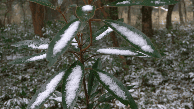 Loquat leaves swaying in wind covered in snow