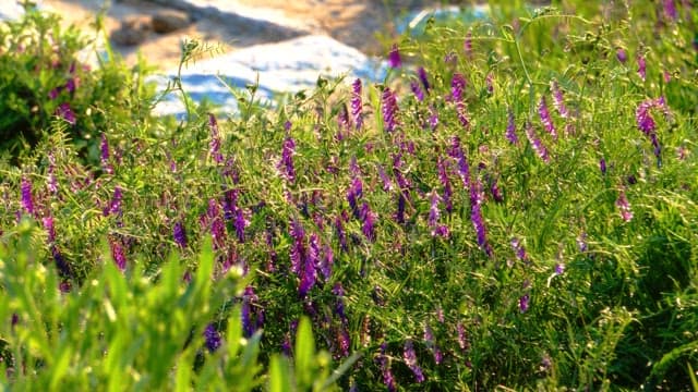 Sunlight on purple wildflowers in a grassy meadow