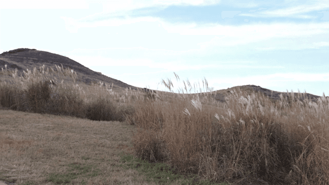 갈대가 있는 고요한 산 풍경