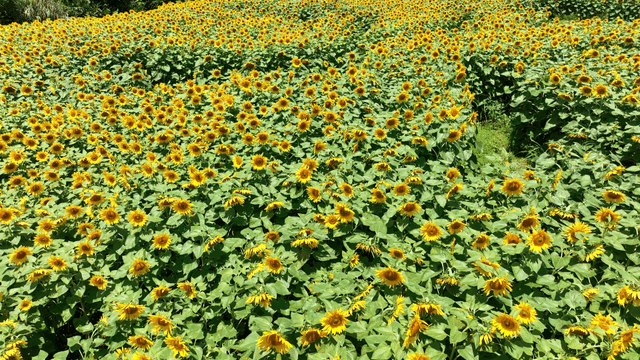 Field of sunflowers blooming all over field