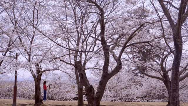 벚꽃이 만개한 풍경과 사람