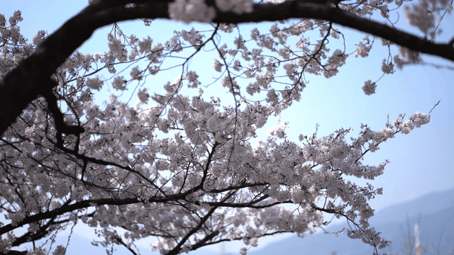 Cherry blossoms in full bloom under a clear sky