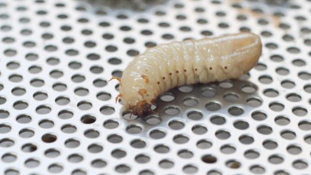 Cicada larva crawling on a perforated metal surface