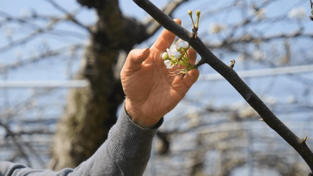 가지에 핀 꽃을 부드럽게 만지는 손