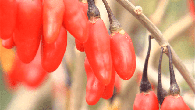 Goji berry tree with red berries