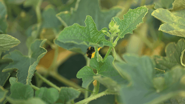 Bumblebees pollinating flowers among green leaves