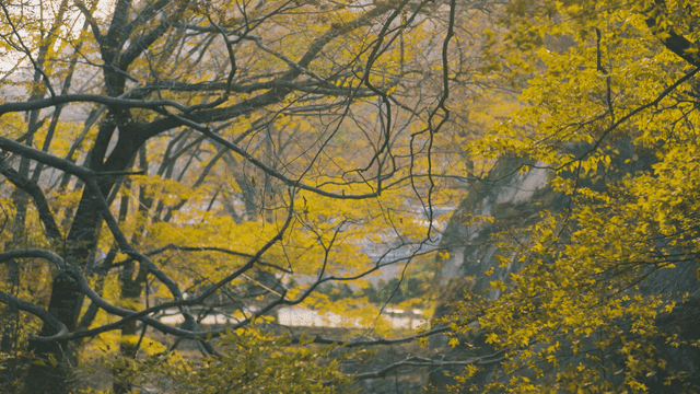 맑은 시냇물 앞에 선 노란잎 가을 나무