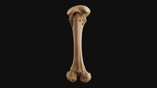 Detailed view of human femur bone