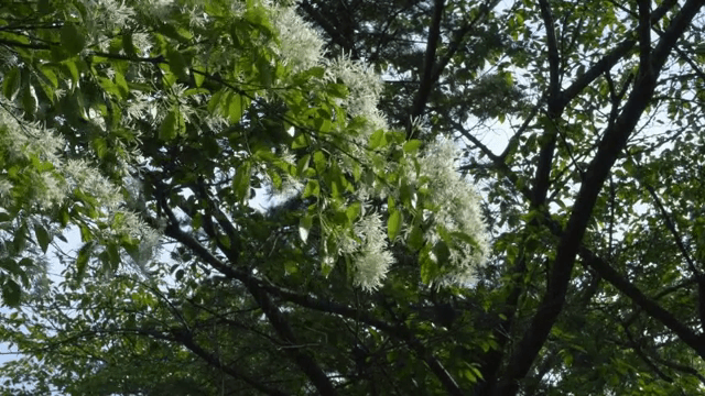나무에 있는 초록 잎과 하얀 꽃