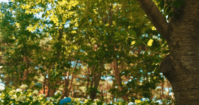 푸른 잎이 무성한 나무 줄기