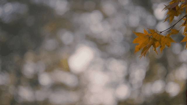 Autumn leaves gently swaying on a branch