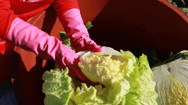 Process of sprinkling salt between cabbages