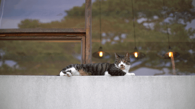 콘크리트 벽에 누워 있는 고양이