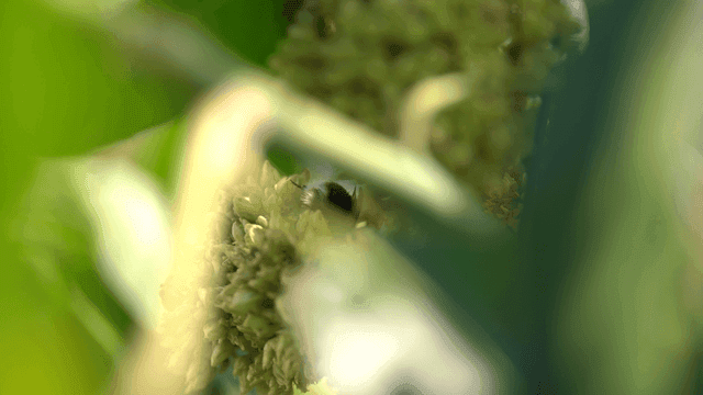 Bees pollinating flowers in garden