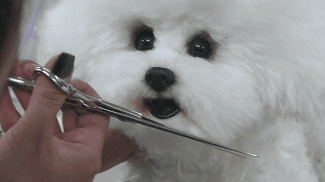 Scissors for cutting fur of white wool puppy doll