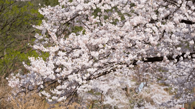 Cherry blossoms in full bloom on a branch