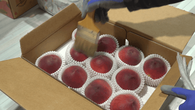 상자 안 복숭아를 붓으로 닦는 작업자