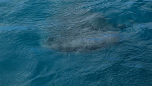 Whale Swimming Beneath Ocean Surface