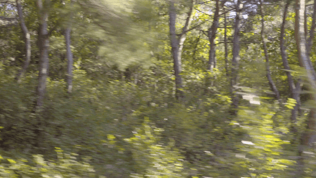 이동하는 차 안에서 보이는 키 큰 나무가 있는 푸른 숲